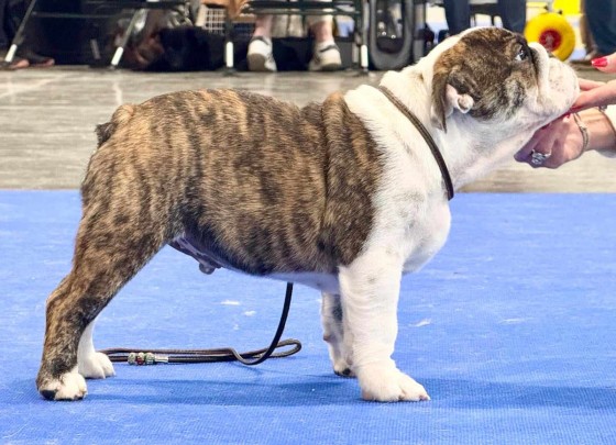cocker-spaniel.jpg