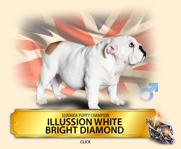 ilussion_white.png
