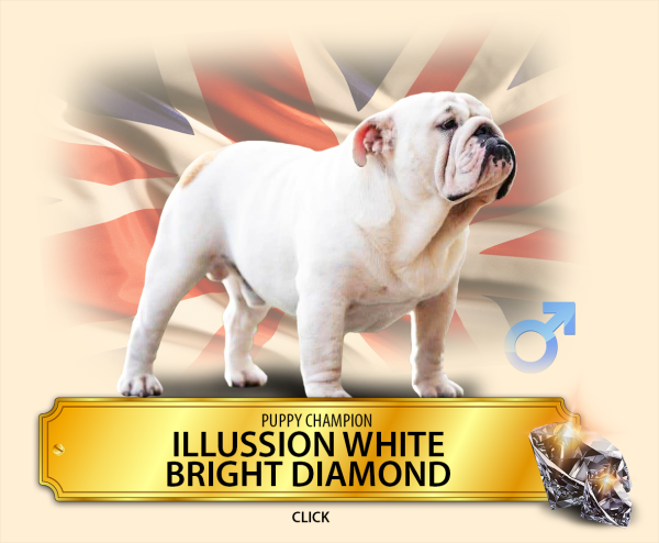 ilussion_white.png