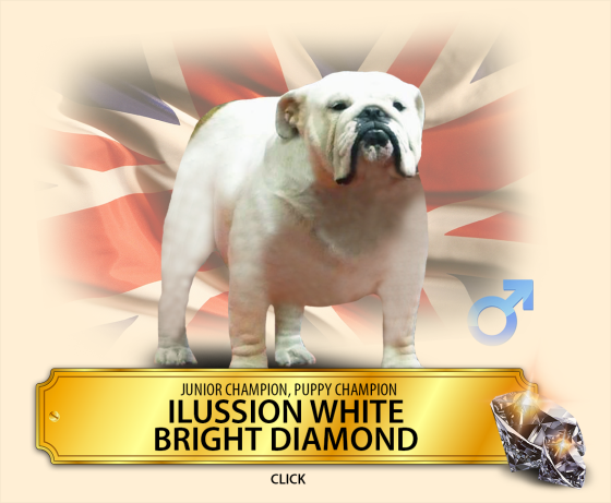 ilussion_white.png